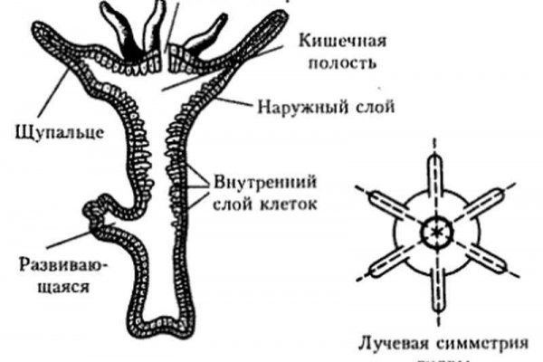 Кракен лучший маркетплейс