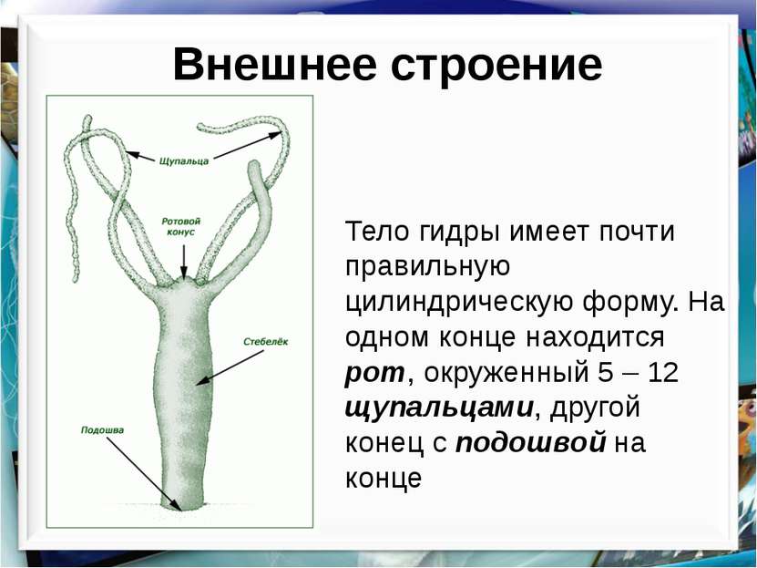 Как зайти на кракен в тор браузере